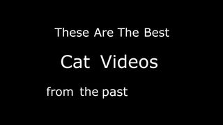 Best cat Videos of the Decade