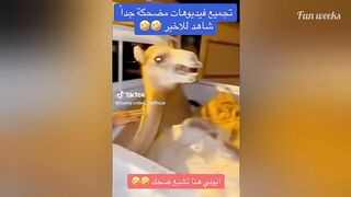 Funny Arab Video Part 19 _ Arab halal memes _ Halal funny videos