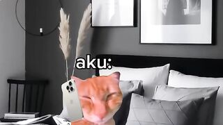 Video kucing lucu