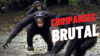 BRUTAL CHIMPANZEE