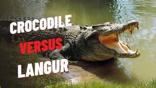 CROCODILE VERSUS LANGUR