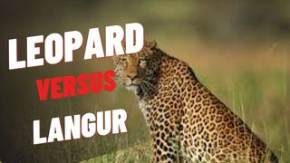 LEOPARD VERSUS LANGUR