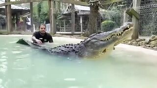 Funny Alligator