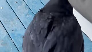 Smart crow