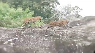 Smart Tigers near Sea