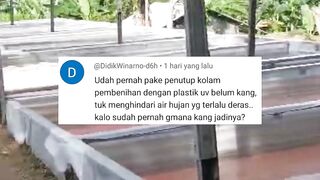 Penutup kolam dengan plastik UV, Bagaimana hasilnya❓