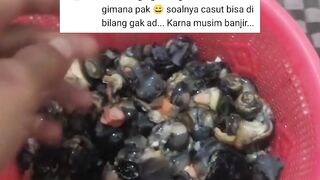 Larva lele diberi Daging KEONG mas ????hhmmm