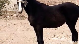 Horse ???? video and beautiful and vlog upload