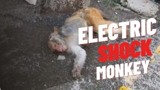 ELECTRIC SHOCK MONKEY