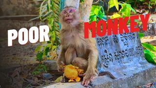 POOR MONKEY