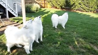 White Puppies