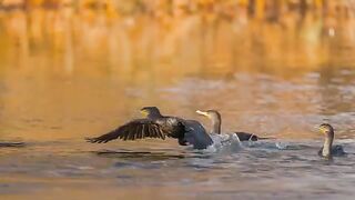 Black Bird Flying