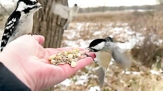 Hand Feeding Birds