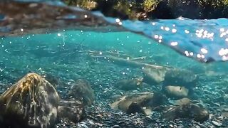 A gentle river with a beautiful rocky bottom