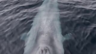 Amazing huge whale