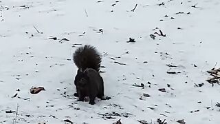 Rare Black Squirrel