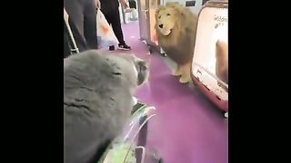 A sudden encounter between a lion and a big cat