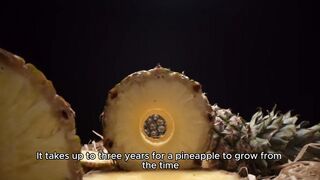 Pineapples take up to three years to grow from the time they are planted