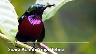 female konin bird sound