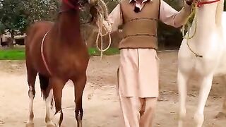 Horse video for sale horse ????????