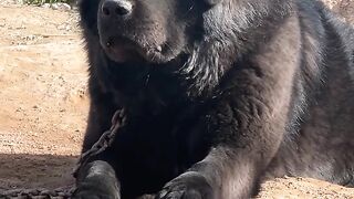 himalayan dog