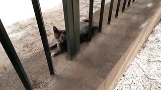 Stray cats live in the mosque garden—cat feeding programs