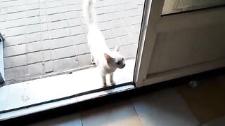 When poor cats pass by you and exchange love and care, they remember you