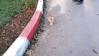 Stray cats are taken care of by the guard of the agricultural school Feeding the stray cats