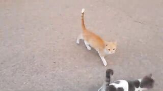 Stray cats crying out to be fed