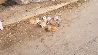 Stray cats live on a deserted road with their bellies full of food, the neighbors check on them