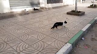 Stray Cats Feeding and Care, Helping poor cats to survive