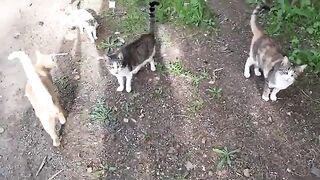 Cat feeding programs, Homeless, hungry and forgotten cats living off of garbage