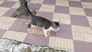 Feeding the poor miserable cats and helping him overcome homelessness