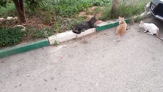 Feeding poor cats, helping stray and forgotten cats