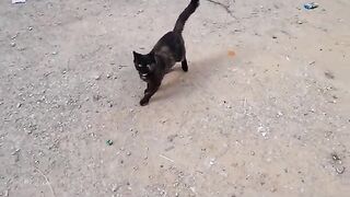 Poor cat, scared and hungry Feeding stray cats is a human duty