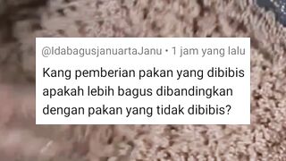 Bagus mana, pakan DIBIBIS atau tidak DIBIBIS❓