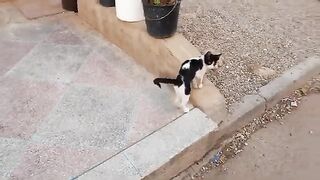 Cat Friends Adventures with Stray Cats, Stray Cat Rescue Mission