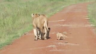 Lions & Cubs Walking