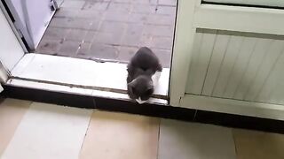 Stray cats screaming from hunger Feed the poor cats