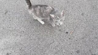 Feeding hungry, poor, neglected, and homeless cats on the street