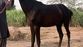 Horse ???? video and vlog horse for sale