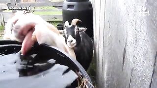 Funniest Farm AnimalsniestFarmAnimals #FarmLife #AnimalComedy #FunnyAnimals