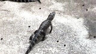 Black Baby Alligators