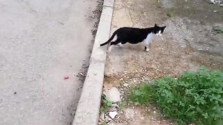 Search for poor and deprived cats to provide them with food They were feeding homeless cats