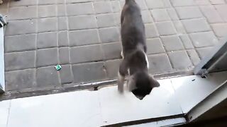 A stray cat visits me regularly whenever she is hungry, and she is now pregnant