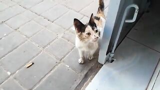 Helping hungry, neglected and stray cats Providing food and treatment for them