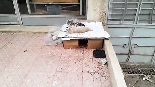 A pair of stray cats with their kittens living on the street, hungry, neglected and stray cats