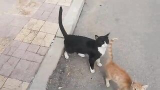 Helping poor cats need food, stray cats are hungry