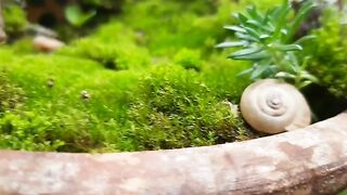 MINIATURE MOSS GARDEN || FREE OF COST MINIATURE GARDEN || FAIRY GARDEN