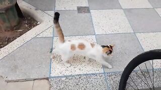 Feeding stray cats, poor cats are asking for food